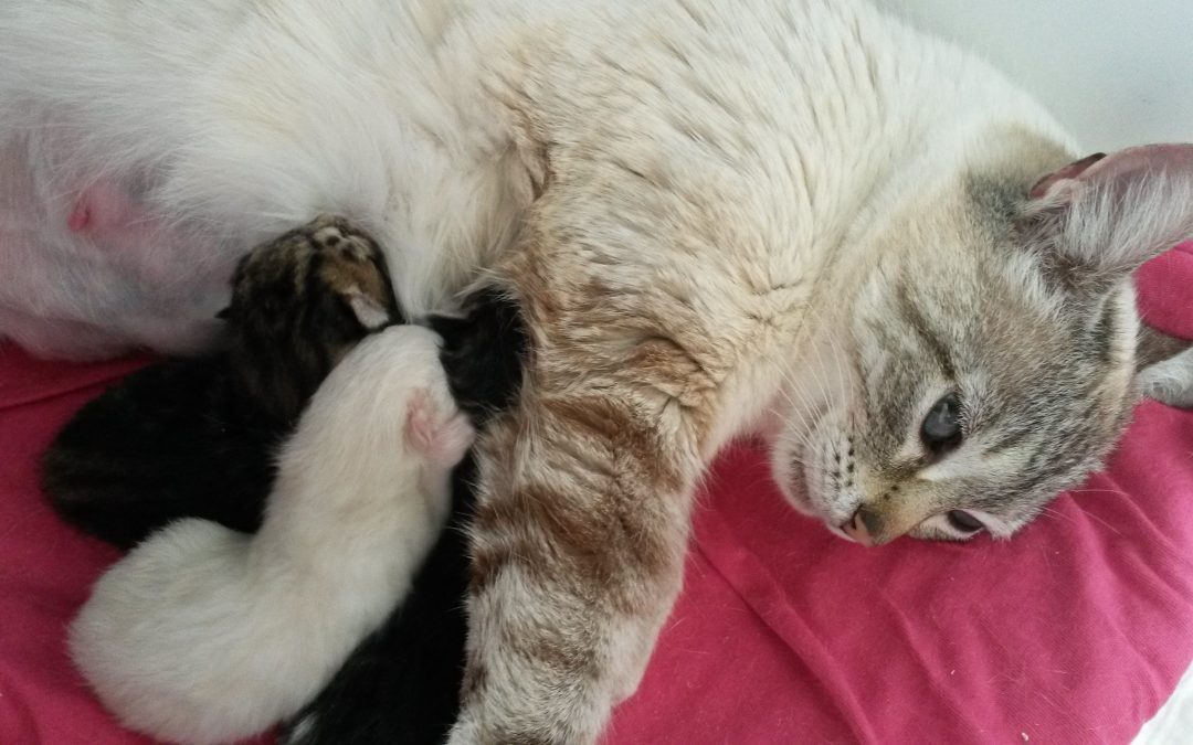 Les 1ers bébés de l&rsquo;année sont arrivés !