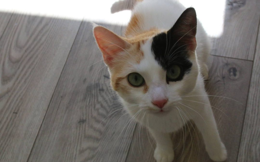 Judy à peine arrivée, déjà adoptée