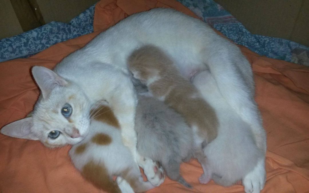 Une nouvelle maman et ses bébés