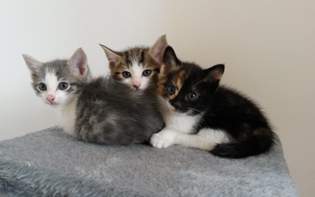 Les 1ers chatons cartons…