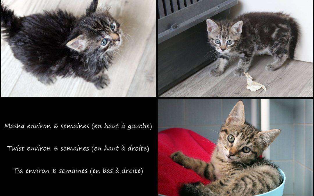 3 petits nouveaux tigrés
