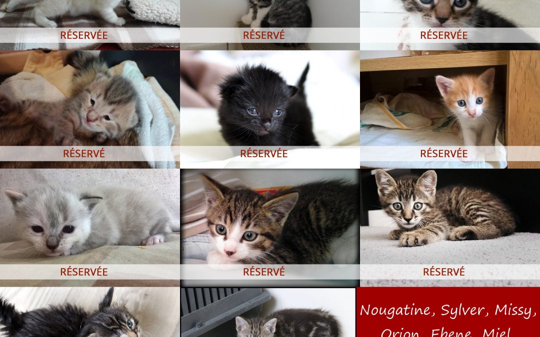 11 chatons réservés en 1 mois !!