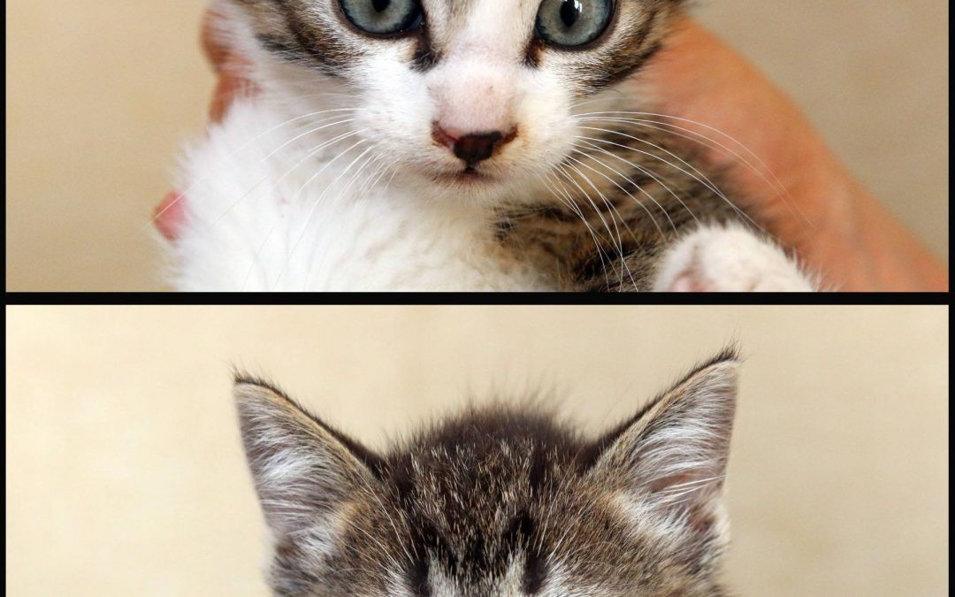 2 chatons mâles, tout juste orphelins
