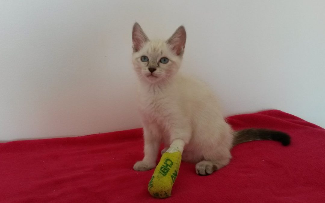 Que de soins pour nos chatons