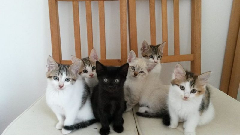 Tous les Bébés de Thaïs ont trouvé une famille