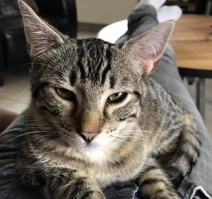 Au tour d&rsquo;Anakin d&rsquo;être adopté
