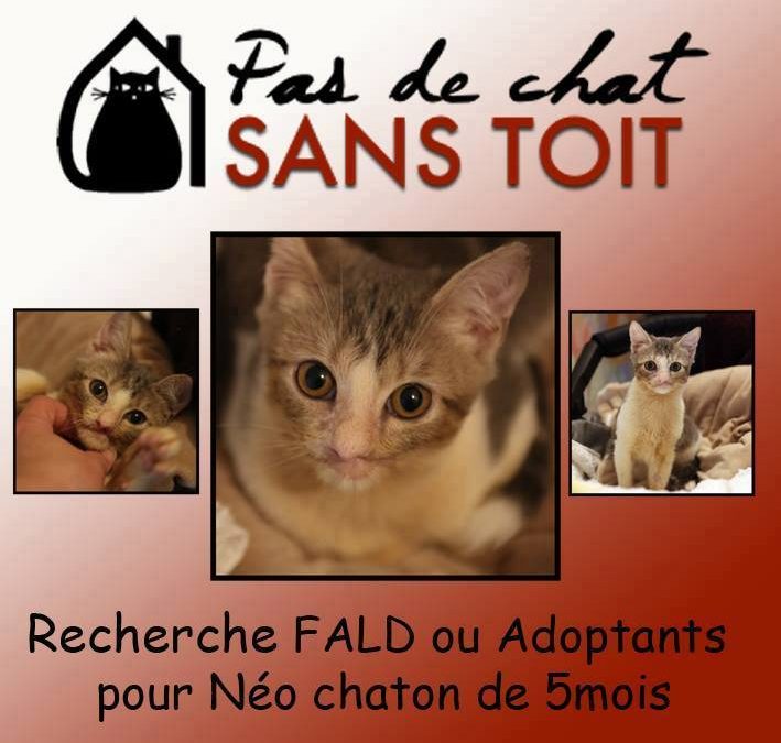 Néo recherche une FALD ou des adoptants