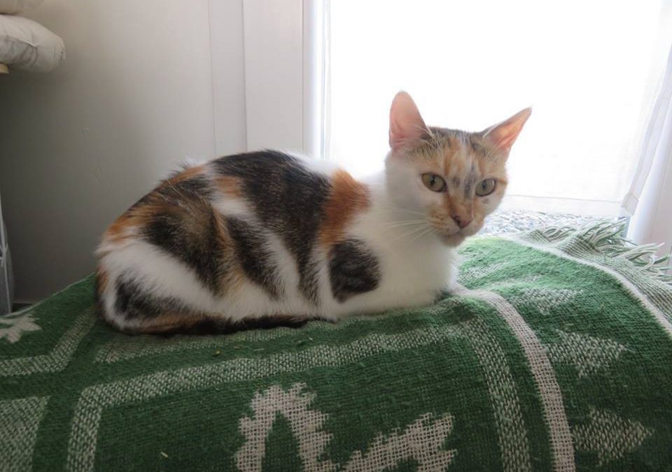 Thaïs la gentille maman a aussi été adoptée