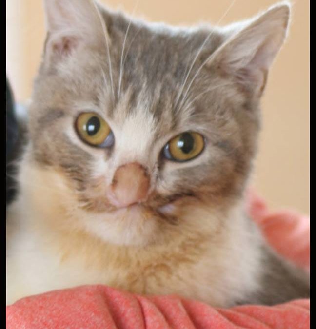Néo a enfin trouvé sa famille pour la vie !