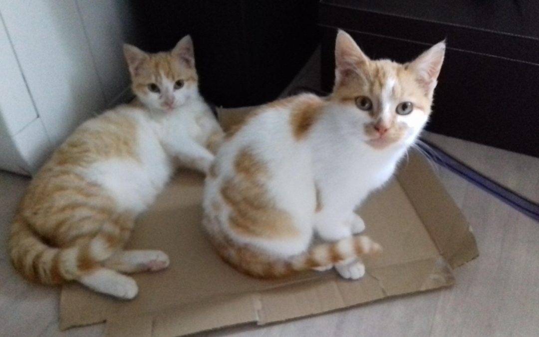 Les 2 frères Rox et Rouky sont adoptés
