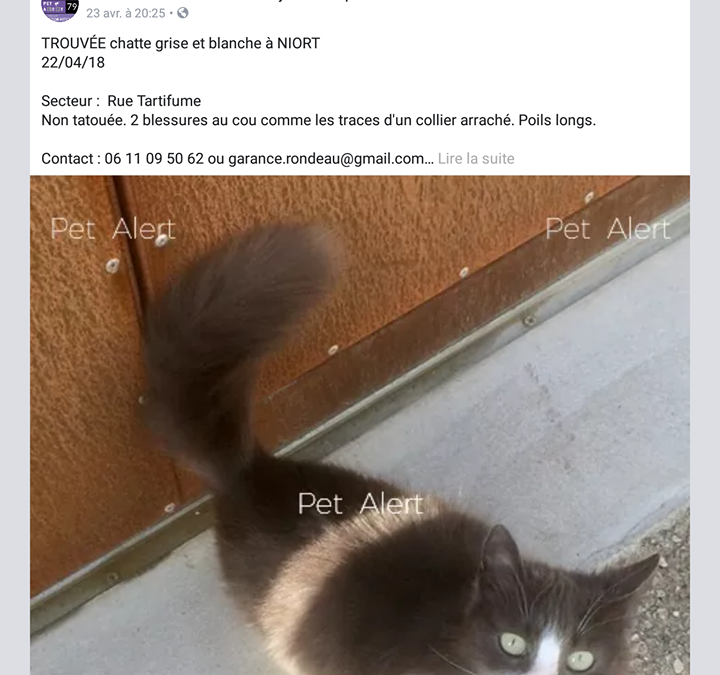 Chat trouvé