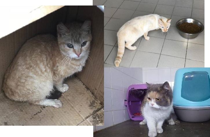 3 nouveaux protégés de la fourrière