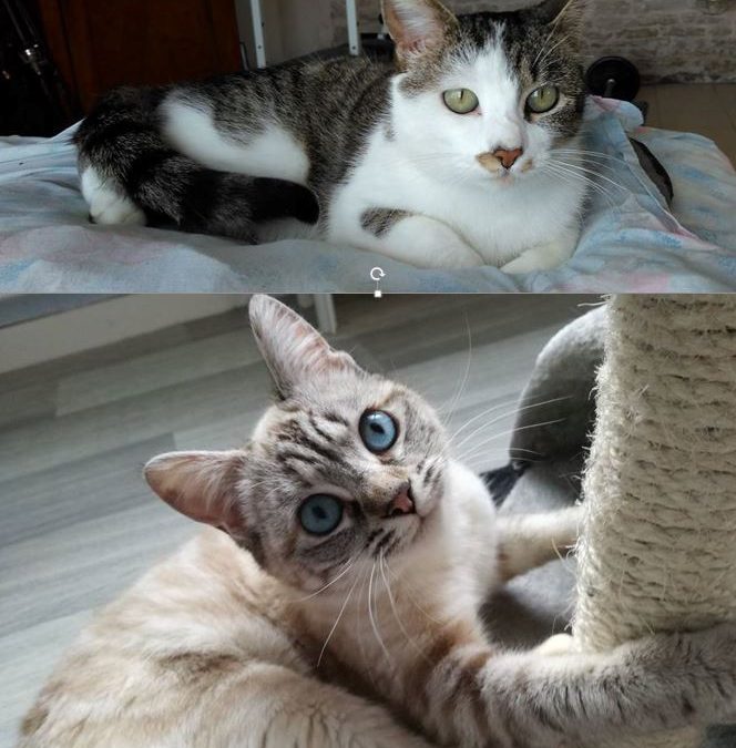Deux nouvelles belles adoptions