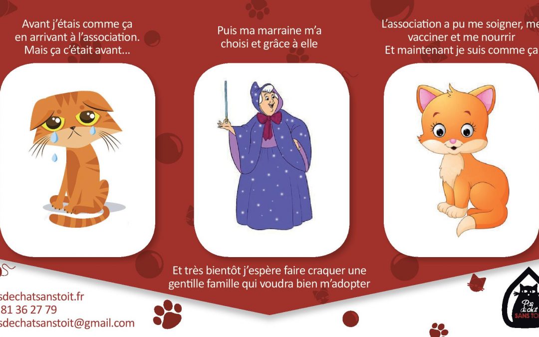 Le parrainage : la solution si vous aimez les chats mais ne pouvez en adopter