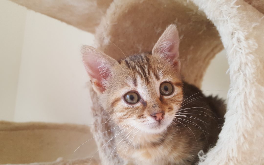 Notre petite rescapée de la fratrie