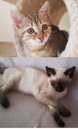 Deux belles adoptions à venir
