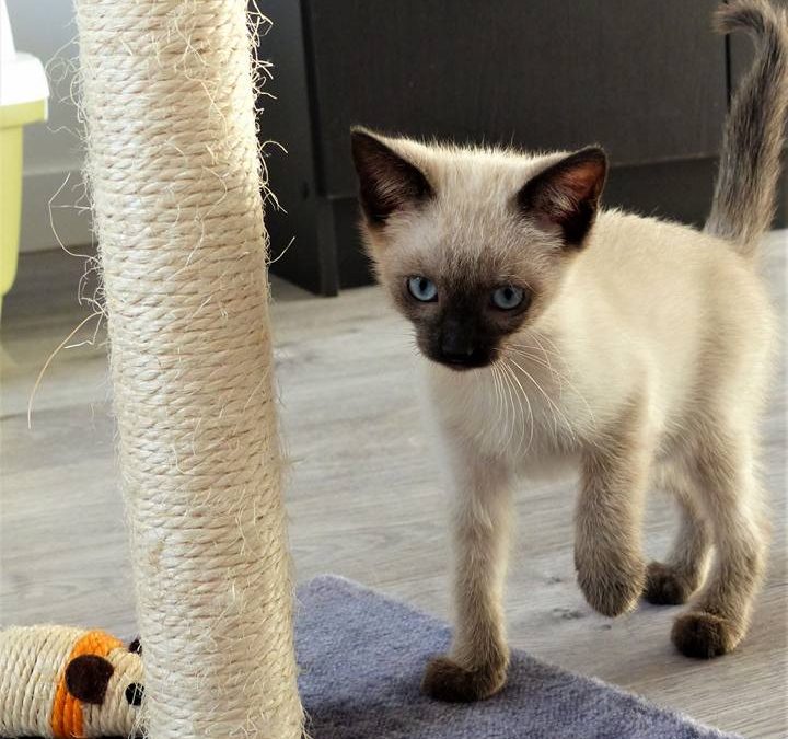 Encore une chatonne orpheline… Sky.