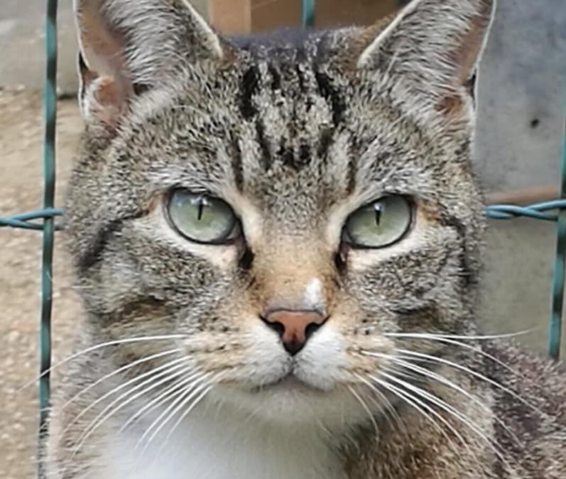 Berlioz : une très belle adoption