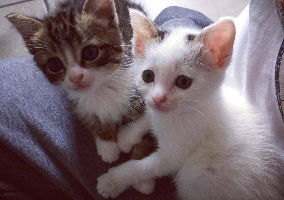 Nos deux nouveaux charmants chatons frère et soeur