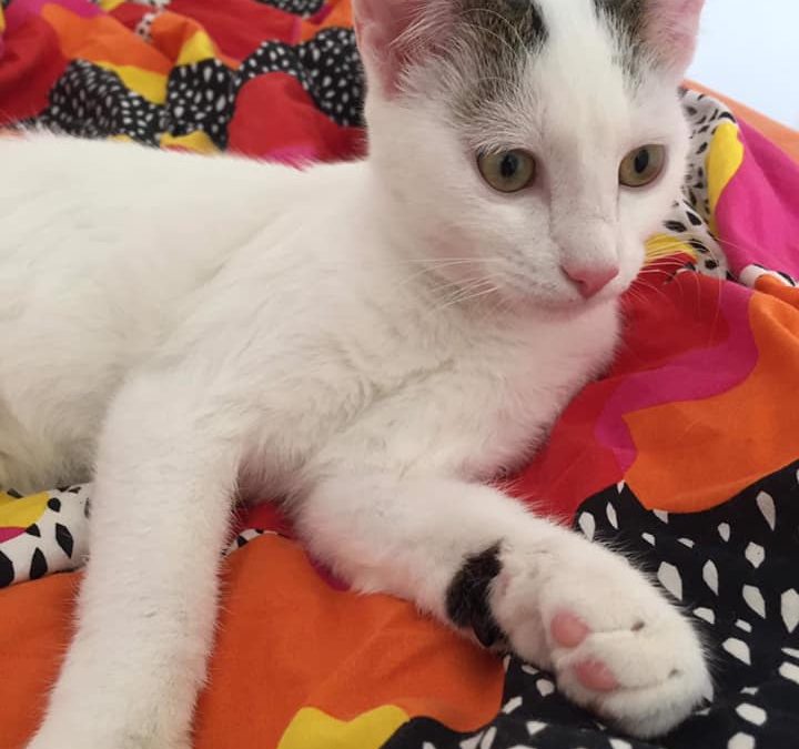 Olaf a trouvé sa famille !!