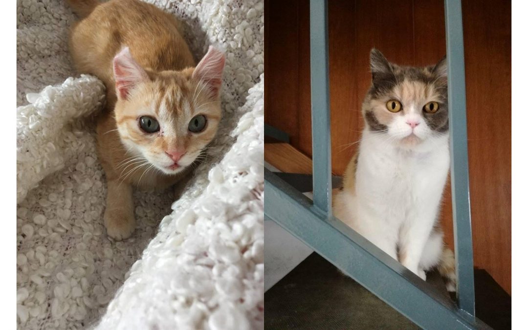Encore deux belles adoptions