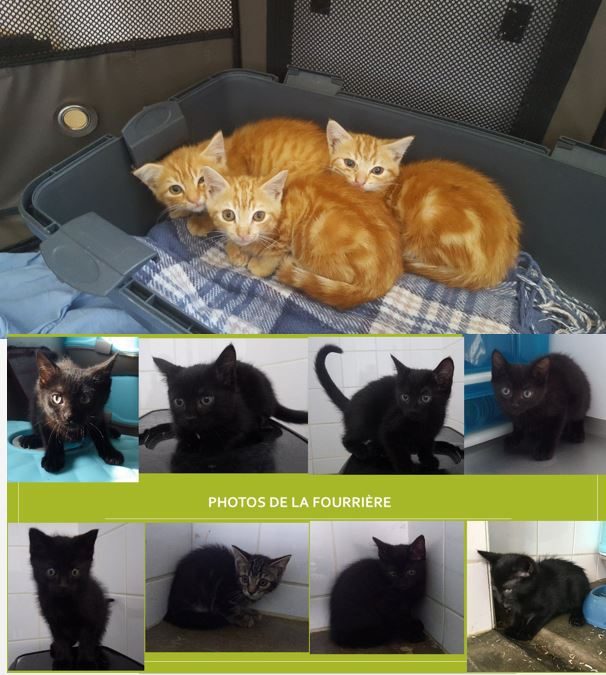 3 roux, 7 noirs et 1 tigré nos derniers chatons arrivés à l&rsquo;association