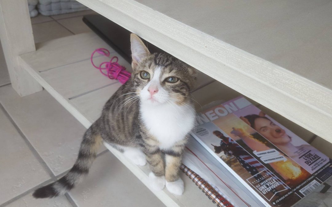 Une adoption sur La Rochelle