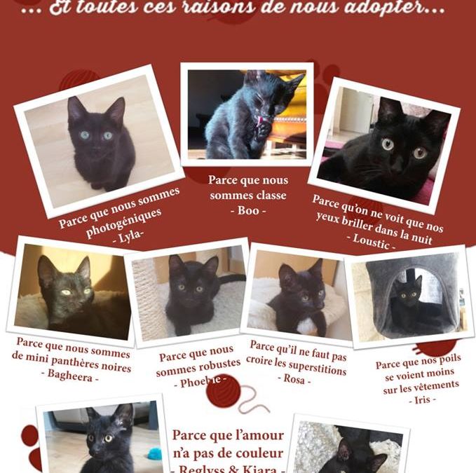 Journée internationale du chat noir