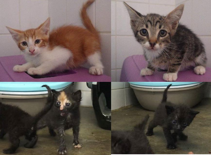 2 chatons et 2 bébés sortis de la fourrière aujourd&rsquo;hui