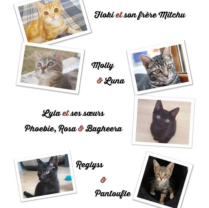 Nos petits protégés à l&rsquo;adoption.
