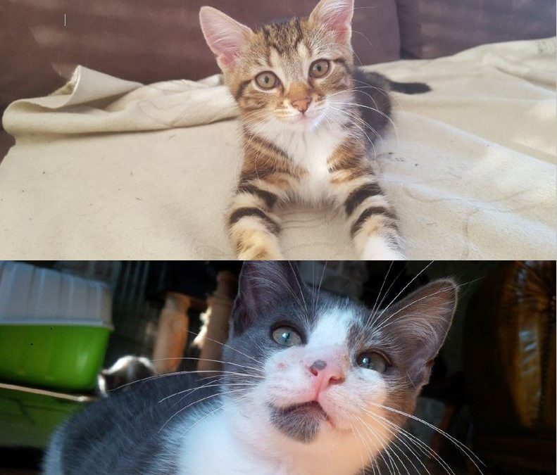 Nos 2 premières adoptions du mois d&rsquo;août