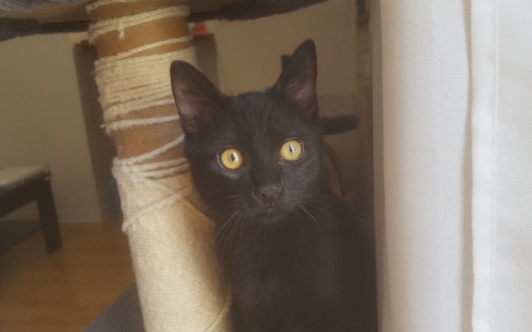 Notre première perle noire adoptée