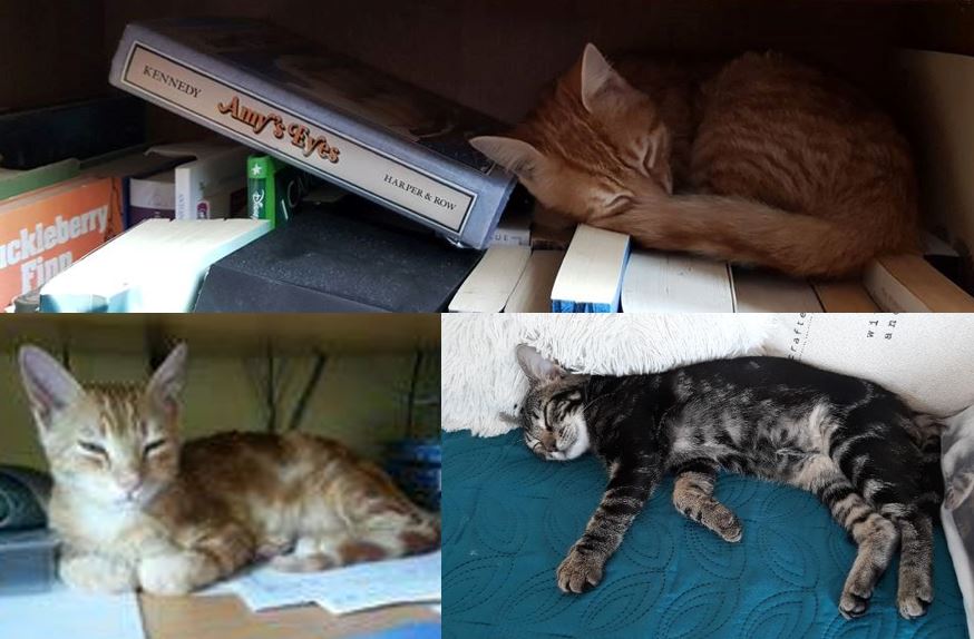 Une belle rentrée 3 adoptions ce week-end