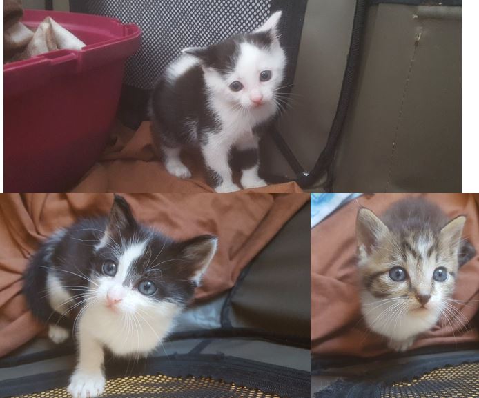 3 chatons pris en charge avant leur entrée à la fourrière