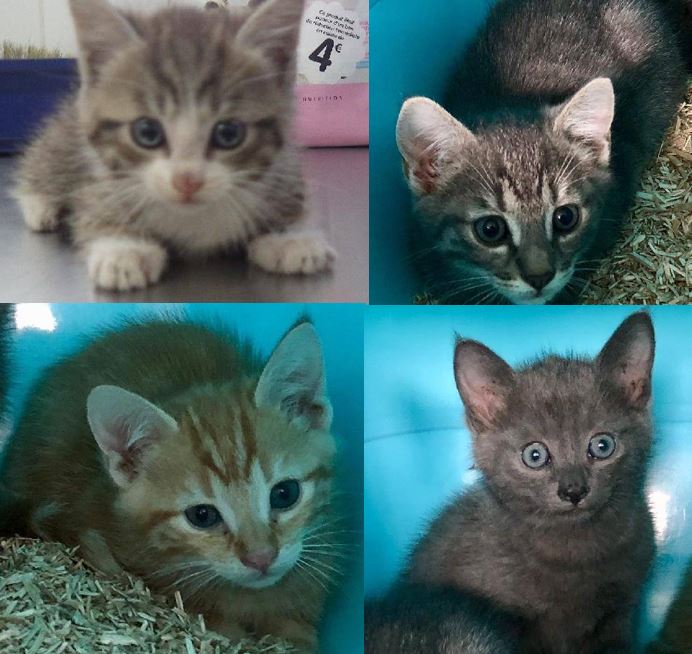 Sortie des chatons de la fourrière réservés la semaine dernière