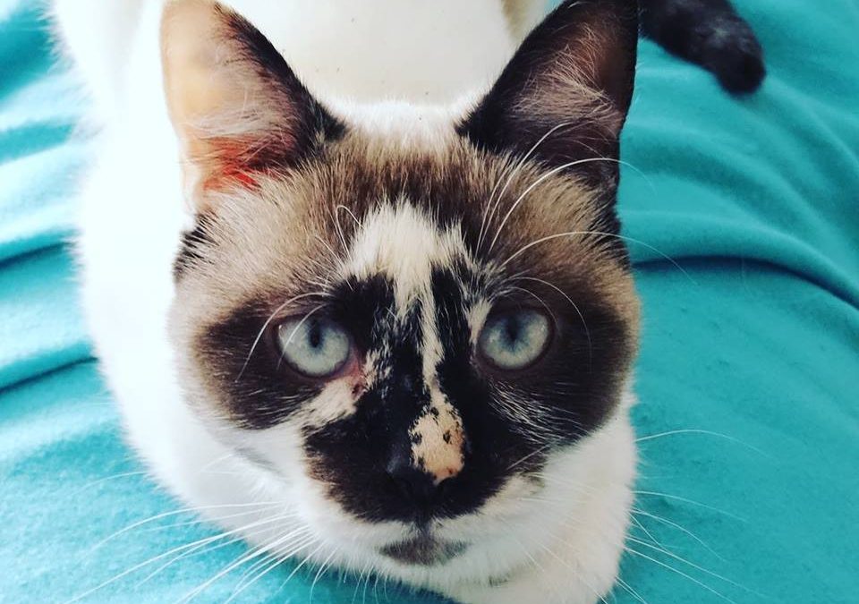 Notre jolie Pearl a fait craquer sa famille d&rsquo;accueil