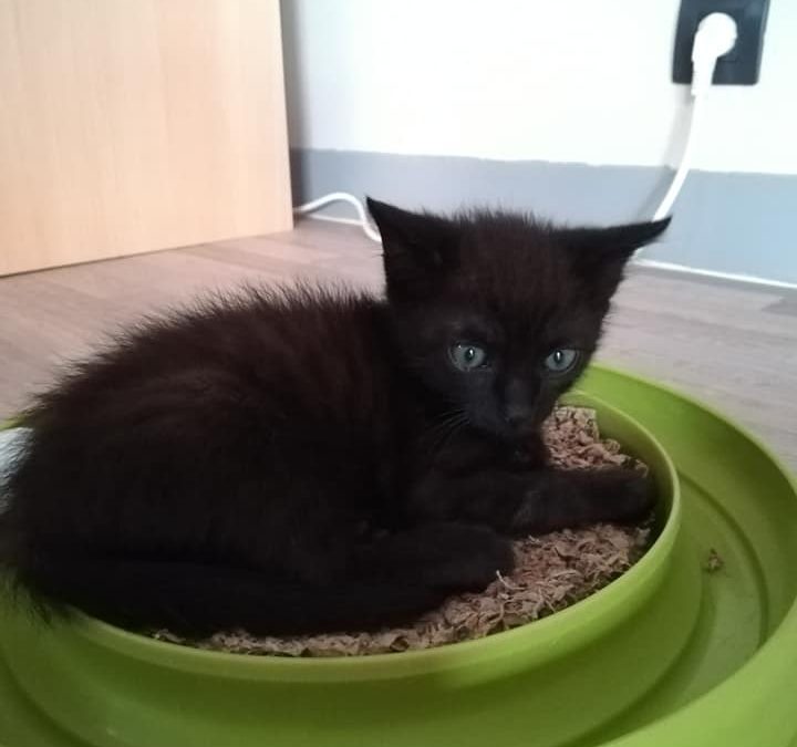 Un de nos plus jeunes chatons adopté