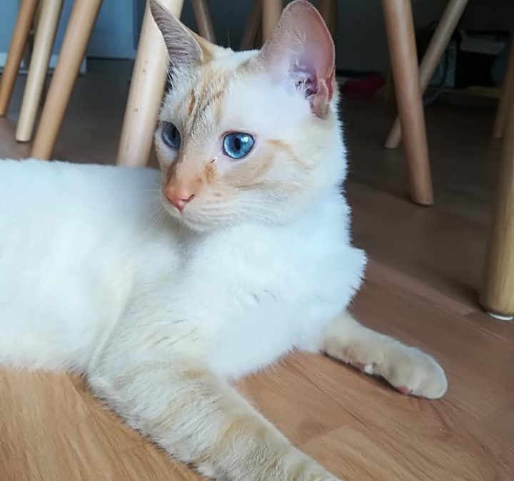 Samy aux magnifiques yeux bleus adopté