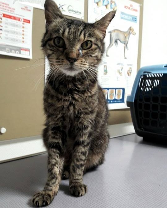 TRÈS URGENT – Recherchons FA pour une minette âgée