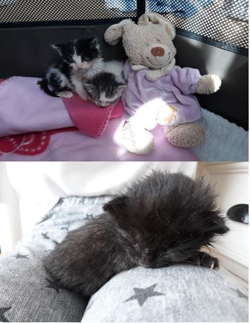 2 chatons d&rsquo;un mois sortis de la fourrière grâce à l&rsquo;appel sos pour trouver des FA