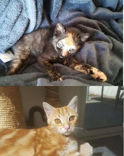Le mois de septembre se termine avec 2 belles adoptions