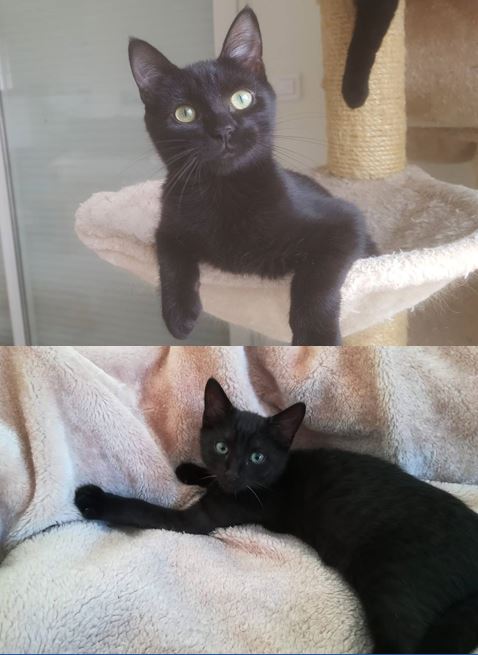 Deux de nos chatons qui étaient adoptés sont revenus à l&rsquo;association