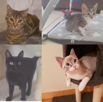 Un week-end riche en adoptions !!!