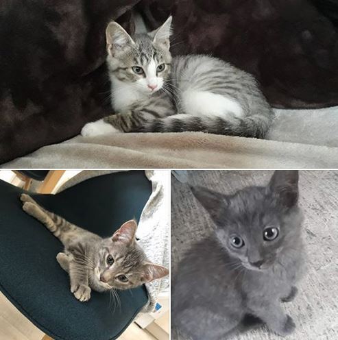 Nos 3 premières adoptions d&rsquo;octobre
