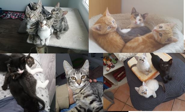 Nous vous présentons nos tous derniers protégés sortis de la fourrière