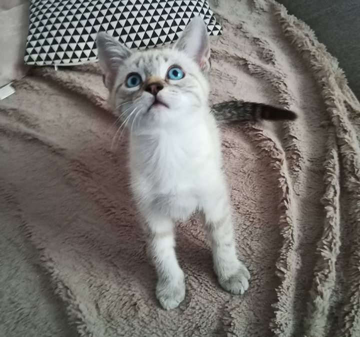 Les beaux yeux bleus d&rsquo;Houmous ont fait craqués son adoptante !!