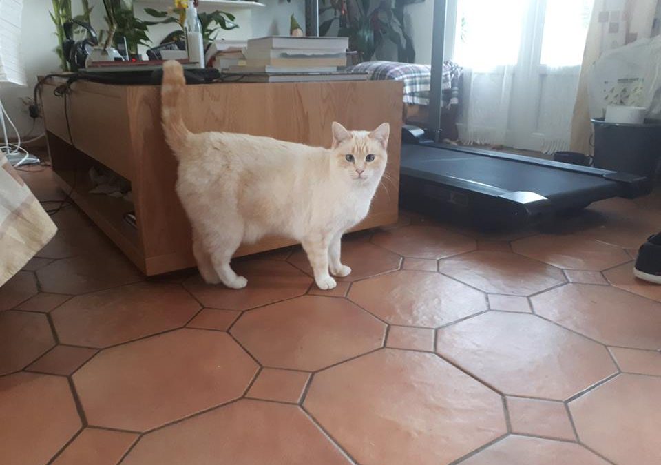 Aujourd&rsquo;hui une adoption particulière.
