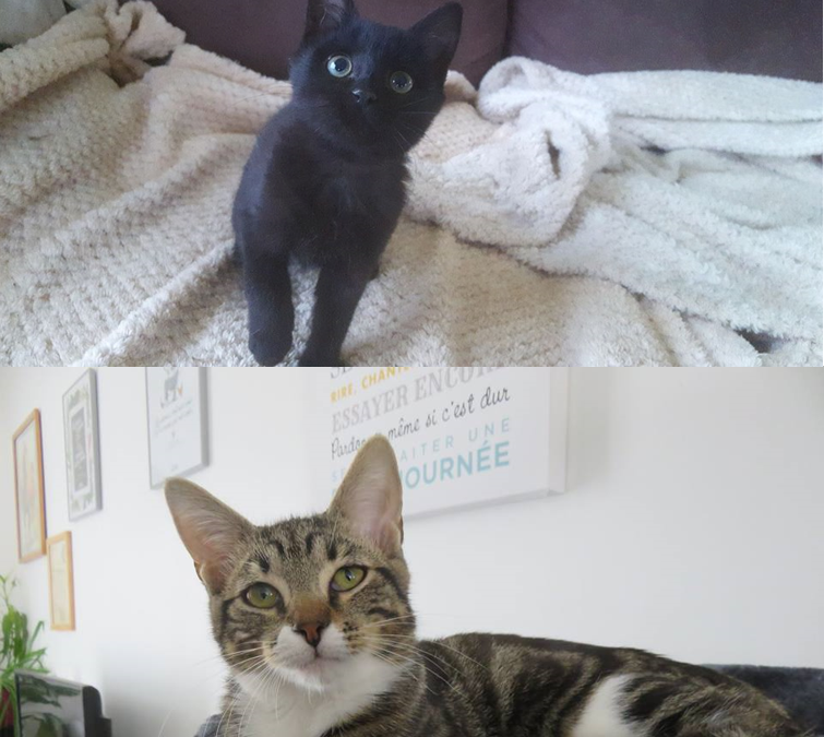 2 adoptions tout en émotions