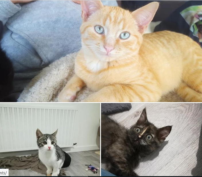Encore 3 chatons arrivés dans leur nouvelle famille