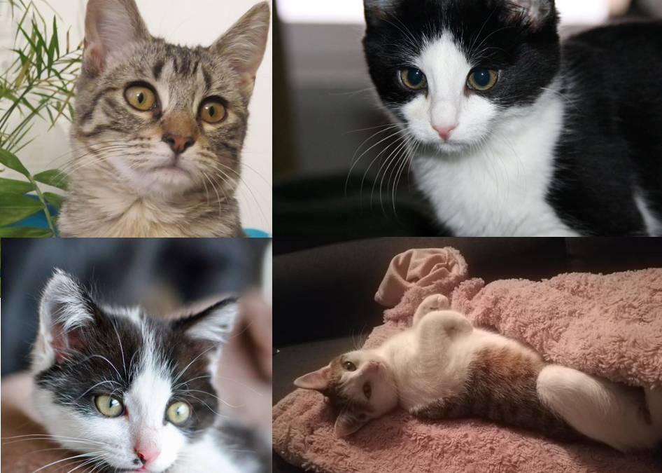 Les 4 dernières adoptions de l&rsquo;année.
